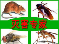 怎樣預防老鼠？